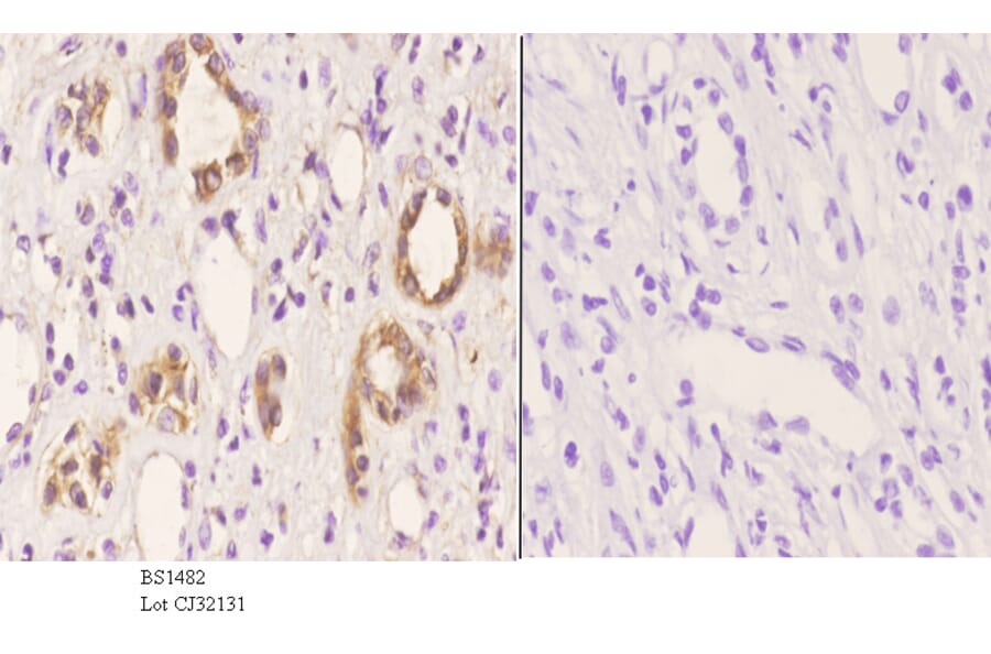 Anti-Tubulin β (G434) Antibody from Bioworld Technology (BS1482) - Antibodies.com