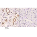 Anti-Tubulin β (G434) Antibody from Bioworld Technology (BS1482) - Antibodies.com