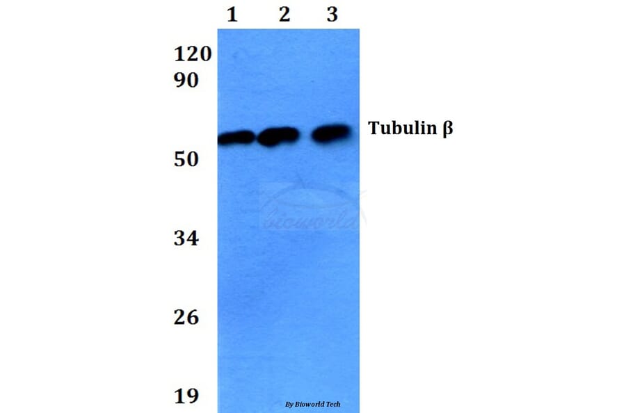 Anti-Tubulin β (4D9) Antibody from Bioworld Technology (BS1482M) - Antibodies.com