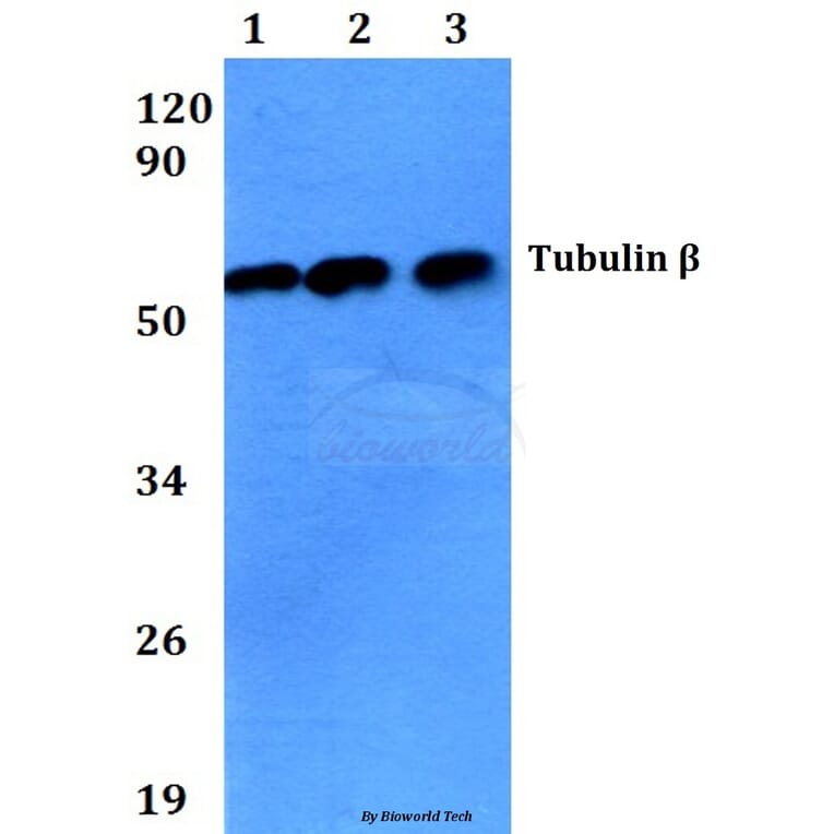 Anti-Tubulin β (4D9) Antibody from Bioworld Technology (BS1482M) - Antibodies.com