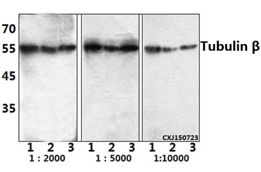 Anti-Tubulin β (4D9) Antibody from Bioworld Technology (BS1482MH) - Antibodies.com