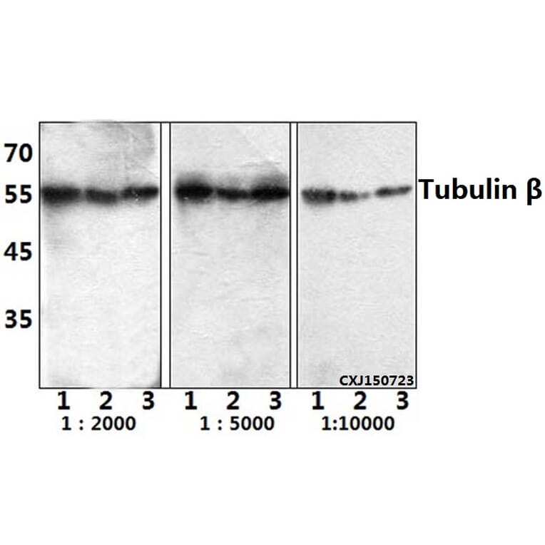 Anti-Tubulin β (4D9) Antibody from Bioworld Technology (BS1482MH) - Antibodies.com