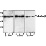 Anti-Tubulin β (4D9) Antibody from Bioworld Technology (BS1482MH) - Antibodies.com