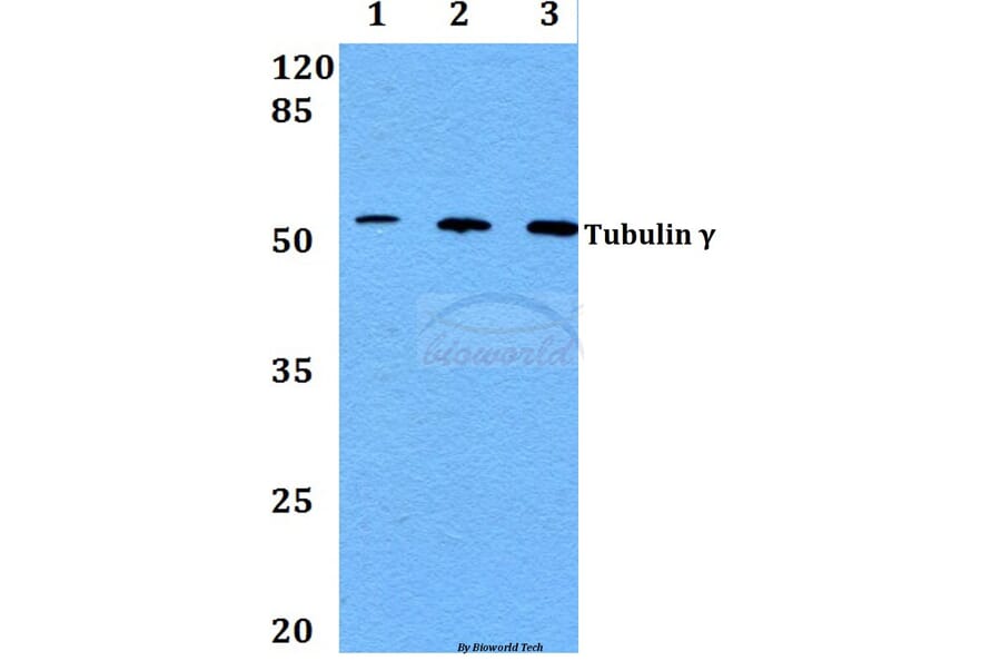 Anti-Tubulin γ (F414) Antibody from Bioworld Technology (BS1483) - Antibodies.com