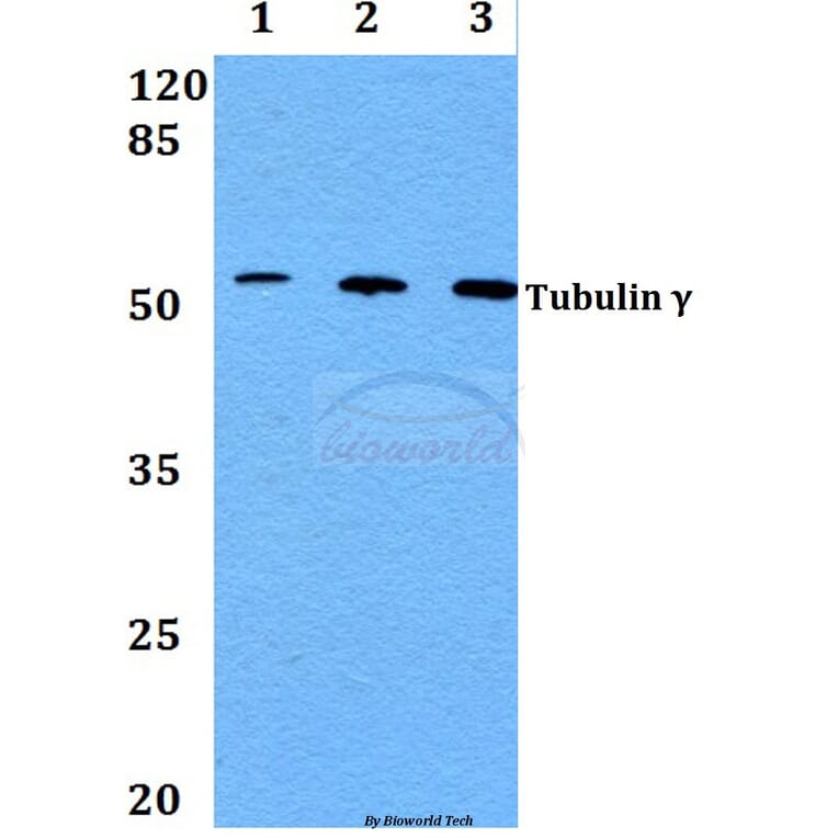 Anti-Tubulin γ (F414) Antibody from Bioworld Technology (BS1483) - Antibodies.com