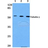 Anti-Tubulin γ (F414) Antibody from Bioworld Technology (BS1483) - Antibodies.com