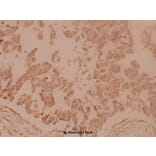 Anti-Tubulin γ (F414) Antibody from Bioworld Technology (BS1483) - Antibodies.com