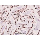 Anti-SAE2 (S621) Antibody from Bioworld Technology (BS1485) - Antibodies.com