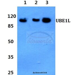 Anti-UBE1L (E996) Antibody from Bioworld Technology (BS1486) - Antibodies.com