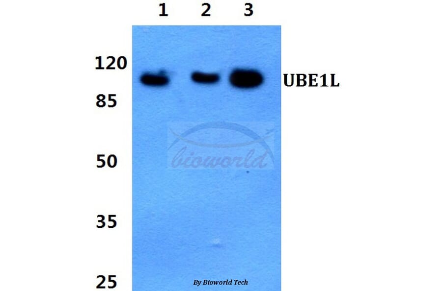 Anti-UBE1L (E996) Antibody from Bioworld Technology (BS1486) - Antibodies.com