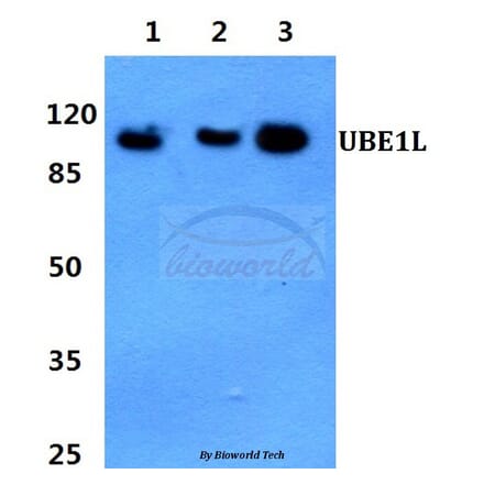 Anti-UBE1L (E996) Antibody from Bioworld Technology (BS1486) - Antibodies.com