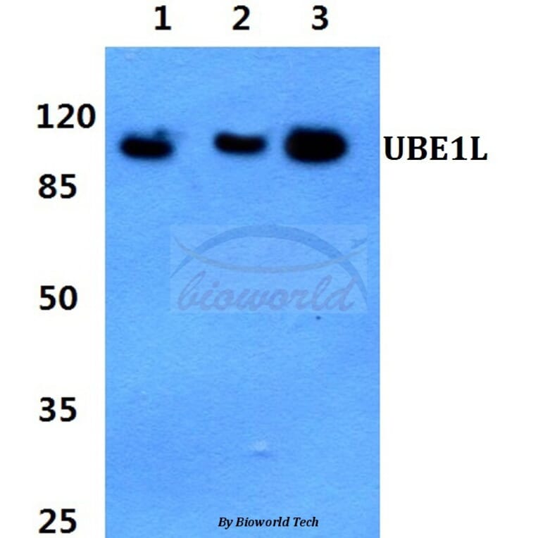Anti-UBE1L (E996) Antibody from Bioworld Technology (BS1486) - Antibodies.com