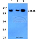 Anti-UBE1L (E996) Antibody from Bioworld Technology (BS1486) - Antibodies.com