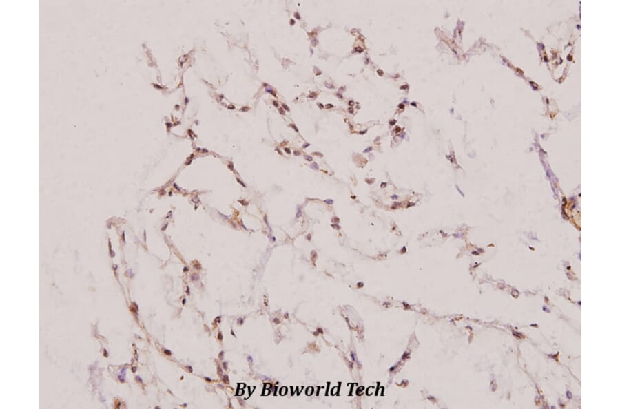 Anti-UBE1L (E996) Antibody from Bioworld Technology (BS1486) - Antibodies.com