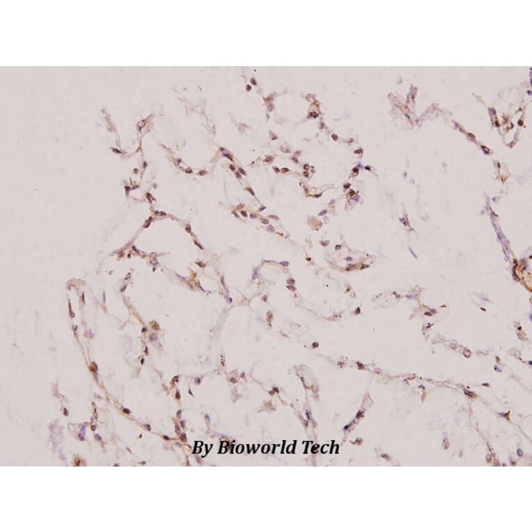 Anti-UBE1L (E996) Antibody from Bioworld Technology (BS1486) - Antibodies.com