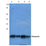 Anti-Ubiquitin (A46) Antibody from Bioworld Technology (BS1487) - Antibodies.com