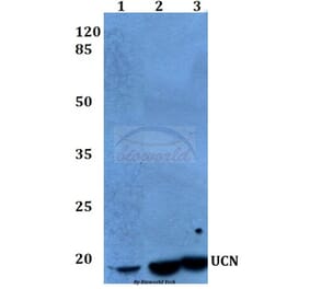 Anti-UCN (A103) Antibody from Bioworld Technology (BS1488) - Antibodies.com