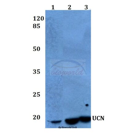 Anti-UCN (A103) Antibody from Bioworld Technology (BS1488) - Antibodies.com