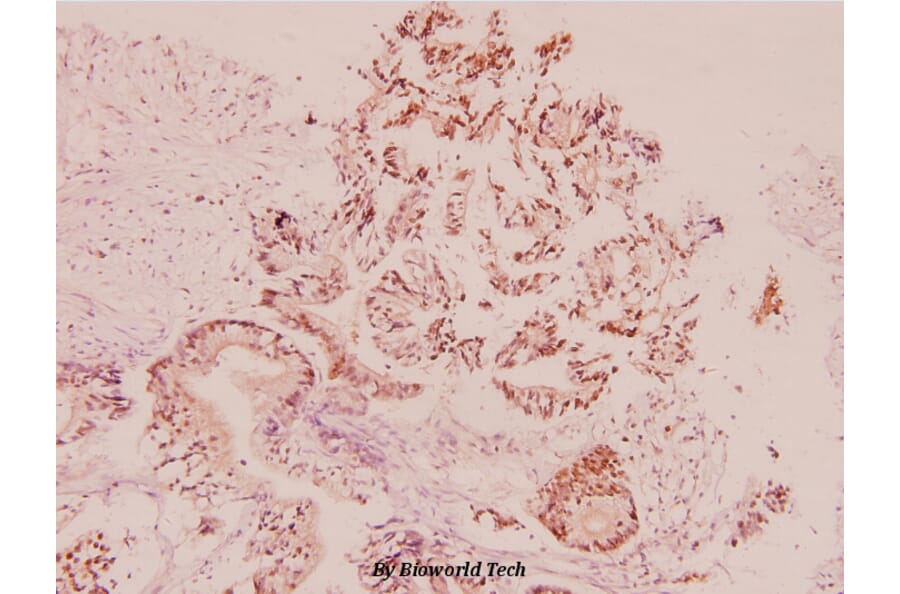 Anti-UCN (A103) Antibody from Bioworld Technology (BS1488) - Antibodies.com