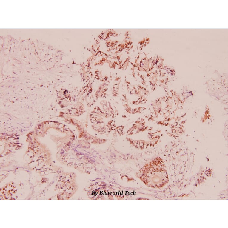 Anti-UCN (A103) Antibody from Bioworld Technology (BS1488) - Antibodies.com