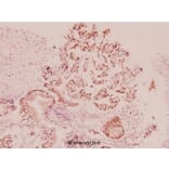 Anti-UCN (A103) Antibody from Bioworld Technology (BS1488) - Antibodies.com