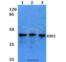 Anti-USF2 (D226) Antibody from Bioworld Technology (BS1489) - Antibodies.com