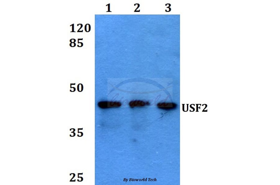 Anti-USF2 (D226) Antibody from Bioworld Technology (BS1489) - Antibodies.com