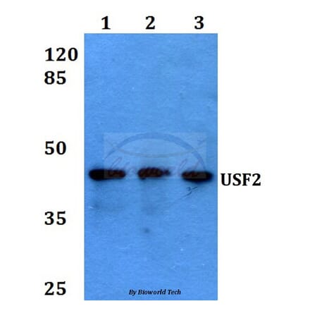 Anti-USF2 (D226) Antibody from Bioworld Technology (BS1489) - Antibodies.com
