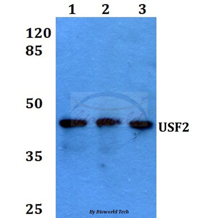 Anti-USF2 (D226) Antibody from Bioworld Technology (BS1489) - Antibodies.com
