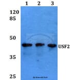 Anti-USF2 (D226) Antibody from Bioworld Technology (BS1489) - Antibodies.com
