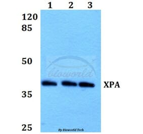 Anti-XPA (H244) Antibody from Bioworld Technology (BS1492) - Antibodies.com