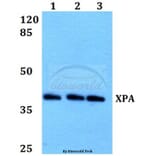 Anti-XPA (H244) Antibody from Bioworld Technology (BS1492) - Antibodies.com