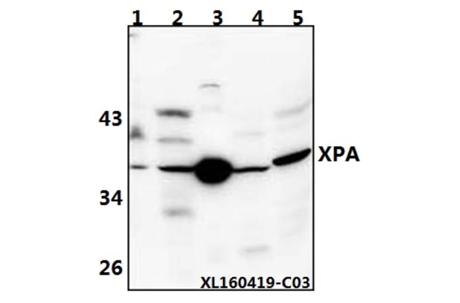 Anti-XPA (H244) Antibody from Bioworld Technology (BS1492) - Antibodies.com