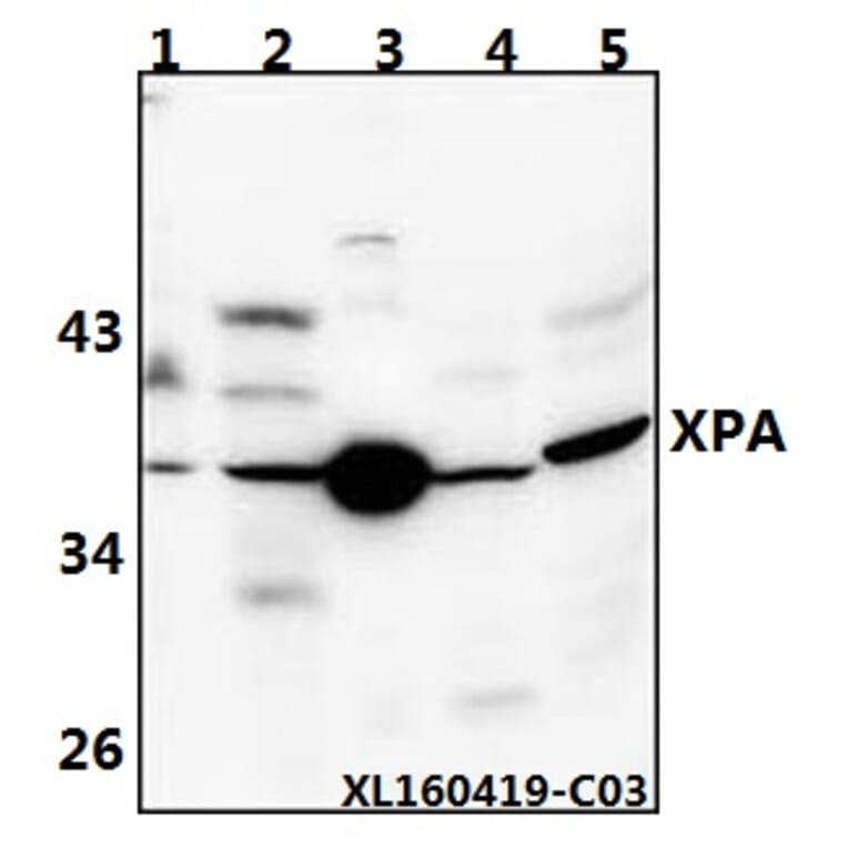 Anti-XPA (H244) Antibody from Bioworld Technology (BS1492) - Antibodies.com