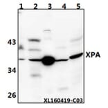 Anti-XPA (H244) Antibody from Bioworld Technology (BS1492) - Antibodies.com