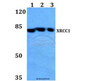 Anti-XRCC1 (G552) Antibody from Bioworld Technology (BS1493) - Antibodies.com
