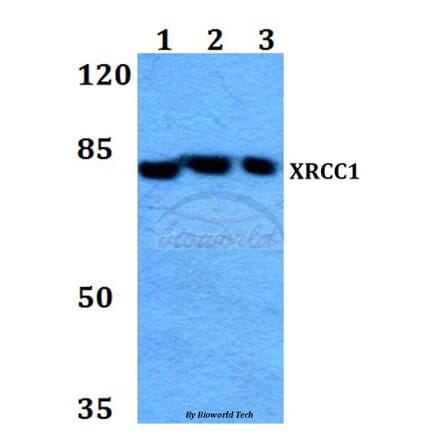 Anti-XRCC1 (G552) Antibody from Bioworld Technology (BS1493) - Antibodies.com