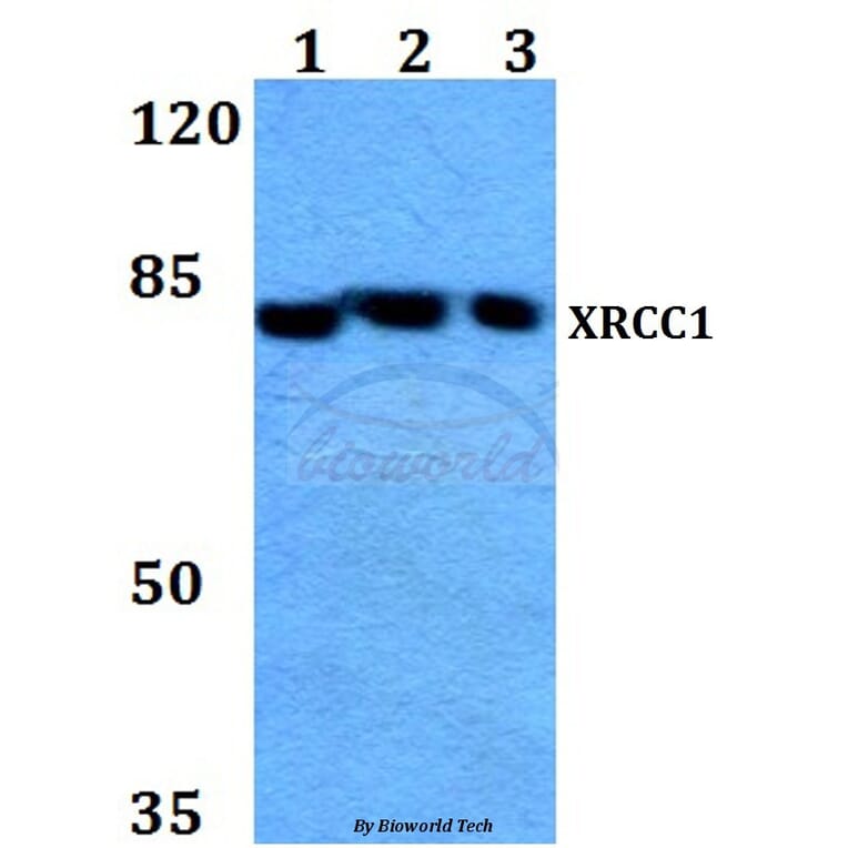 Anti-XRCC1 (G552) Antibody from Bioworld Technology (BS1493) - Antibodies.com