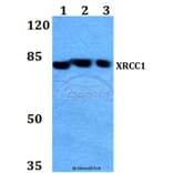 Anti-XRCC1 (G552) Antibody from Bioworld Technology (BS1493) - Antibodies.com