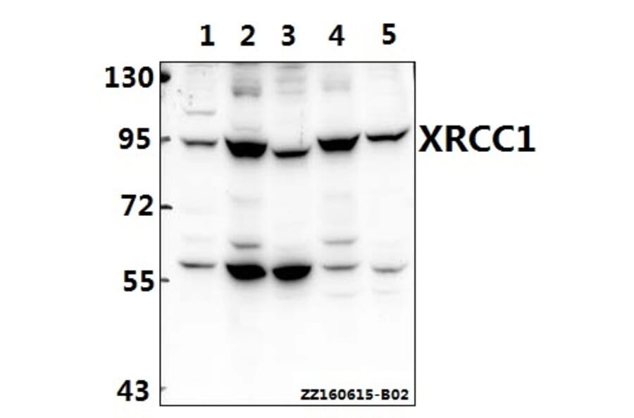 Anti-XRCC1 (G552) Antibody from Bioworld Technology (BS1493) - Antibodies.com