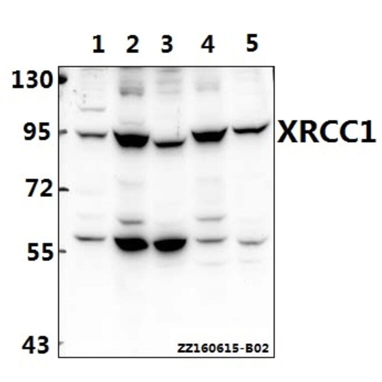 Anti-XRCC1 (G552) Antibody from Bioworld Technology (BS1493) - Antibodies.com