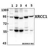 Anti-XRCC1 (G552) Antibody from Bioworld Technology (BS1493) - Antibodies.com