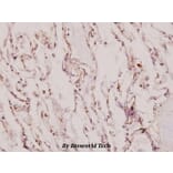 Anti-XRCC1 (G552) Antibody from Bioworld Technology (BS1493) - Antibodies.com