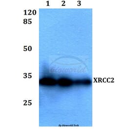 Anti-XRCC2 (F240) Antibody from Bioworld Technology (BS1494) - Antibodies.com