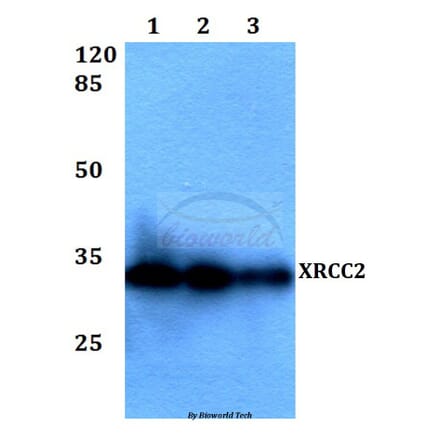 Anti-XRCC2 (F240) Antibody from Bioworld Technology (BS1494) - Antibodies.com