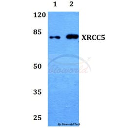 Anti-XRCC5 (A717) Antibody from Bioworld Technology (BS1497) - Antibodies.com