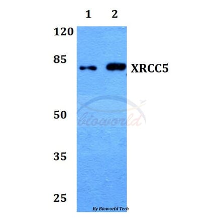 Anti-XRCC5 (A717) Antibody from Bioworld Technology (BS1497) - Antibodies.com