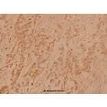 Anti-XRCC5 (A717) Antibody from Bioworld Technology (BS1497) - Antibodies.com