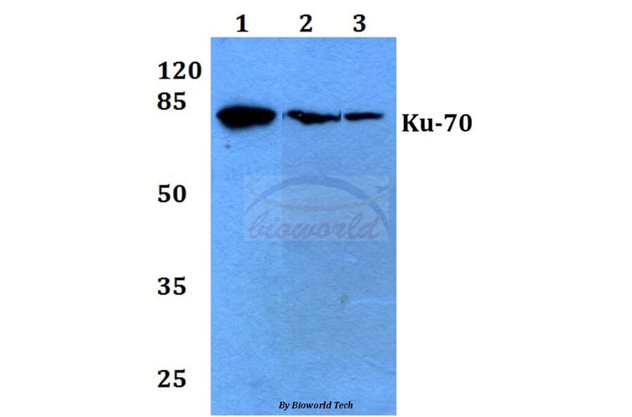 Anti-Ku-70 (R586) Antibody from Bioworld Technology (BS1498) - Antibodies.com