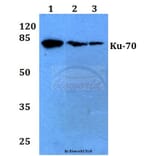 Anti-Ku-70 (R586) Antibody from Bioworld Technology (BS1498) - Antibodies.com
